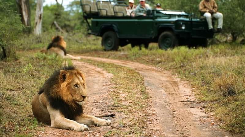 Hoyo Hoyo Safari Lodge 营地实景