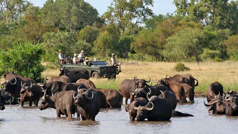 Hoyo Hoyo Safari Lodge 营地实景
