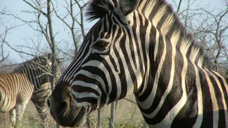 Hoyo Hoyo Safari Lodge 营地实景