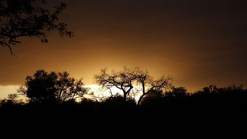 Hoyo Hoyo Safari Lodge 营地实景