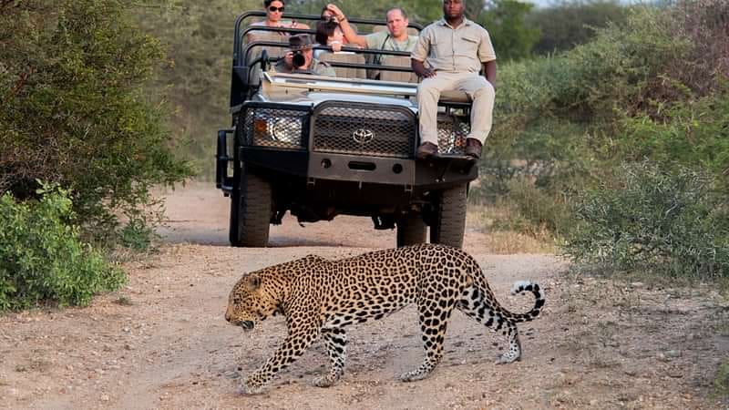 Hoyo Hoyo Safari Lodge 营地实景