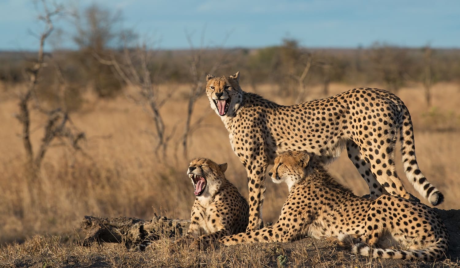 Kruger Adventure Lodge 营地实景