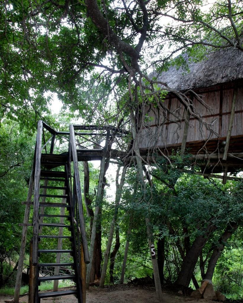 Marc's Treehouse Lodge 营地实景