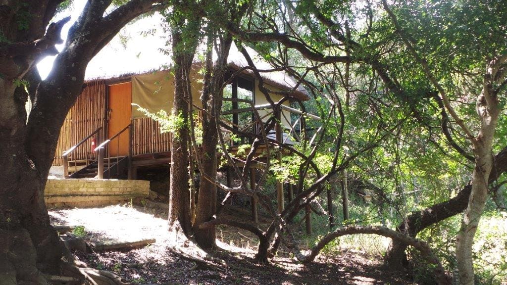 Marc's Treehouse Lodge 营地实景
