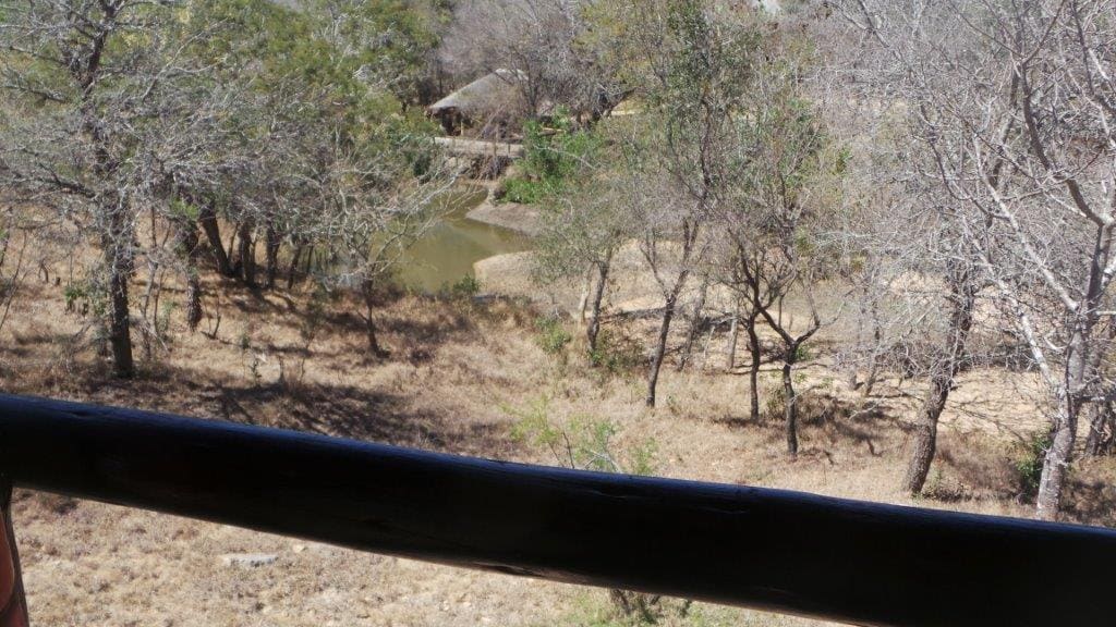 Marc's Treehouse Lodge 营地实景