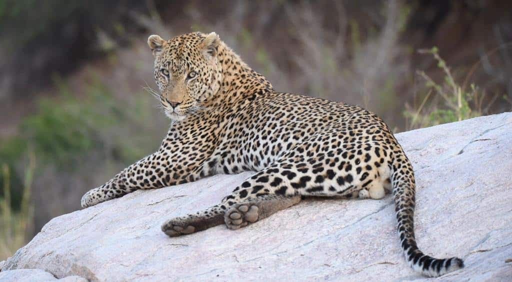 Masango Safari Camp 营地实景