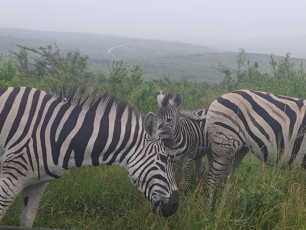 Masango Safari Camp 营地实景