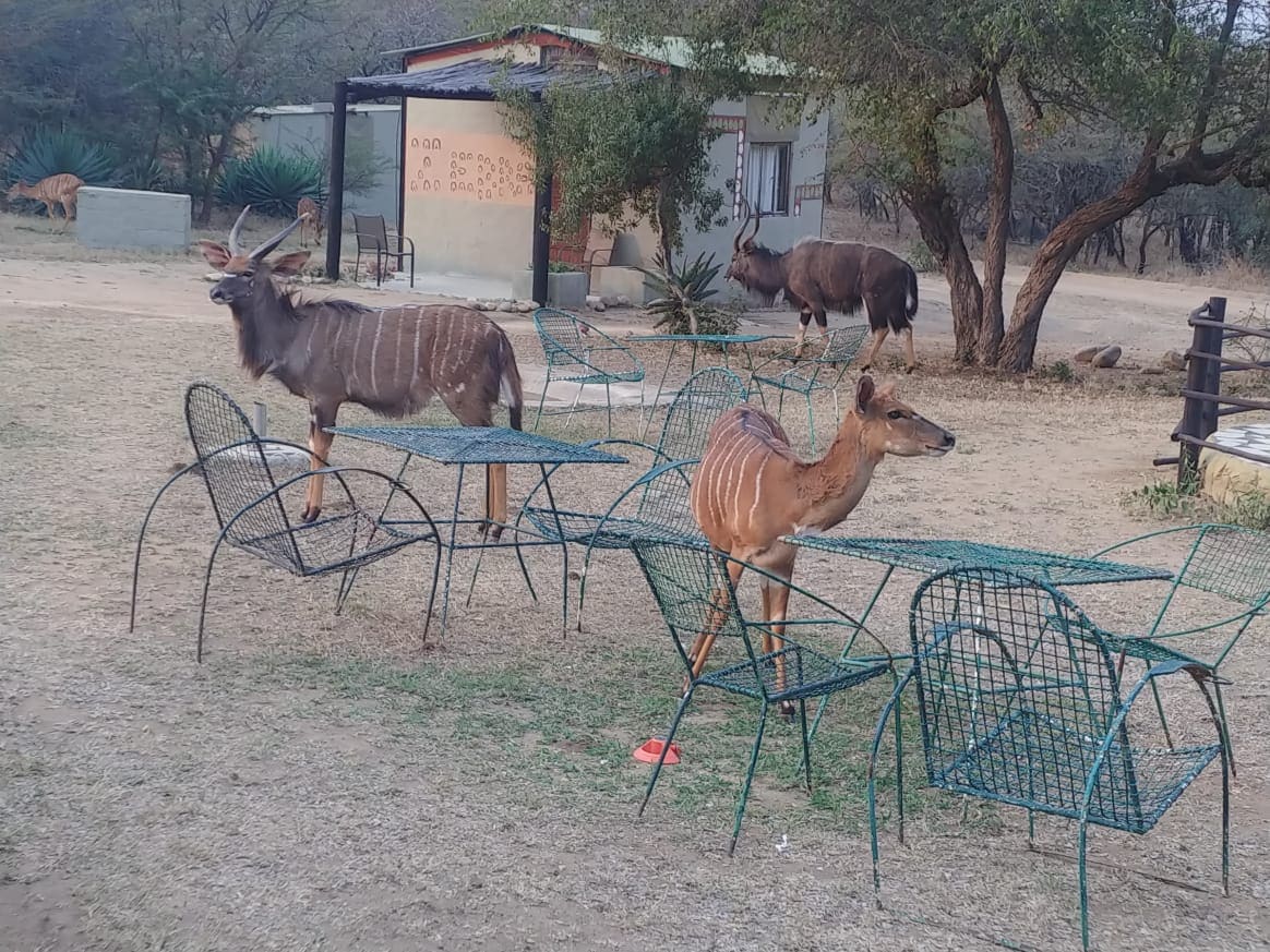 Masango Safari Camp 营地实景