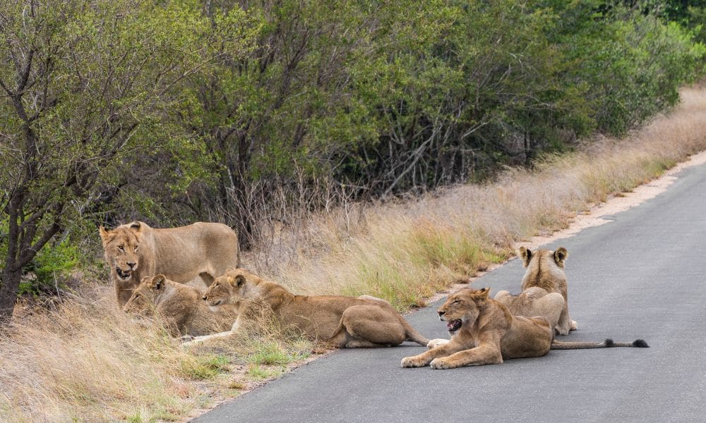 Skukuza Safari Lodge 营地实景