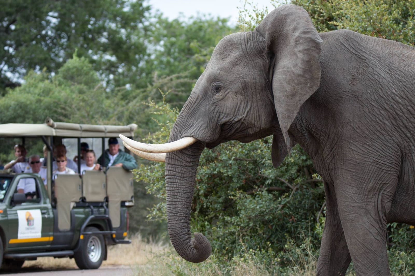 Timbavati Safari Lodge 营地实景