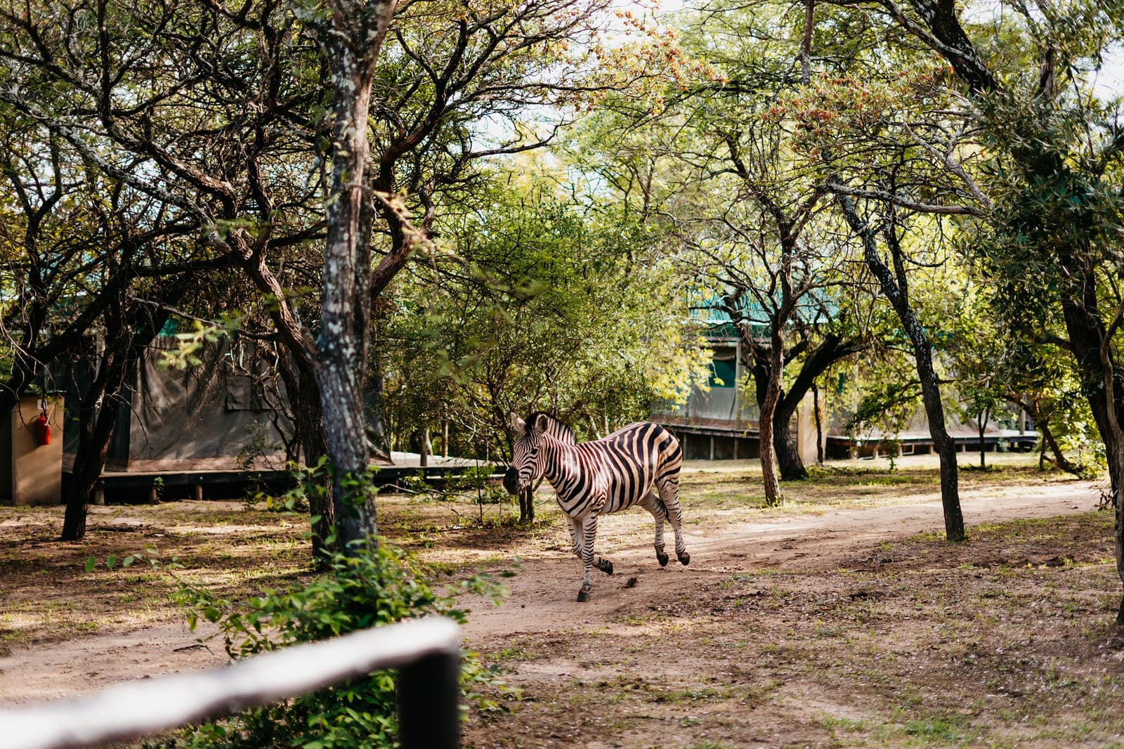 Timbavati Safari Lodge 营地实景
